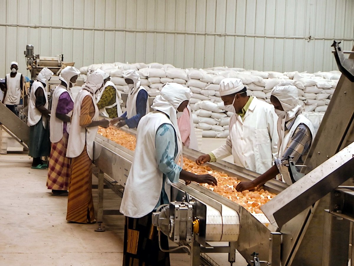 Workers hand-sorting product on a conveyor grading line, packed bags stacked behind.