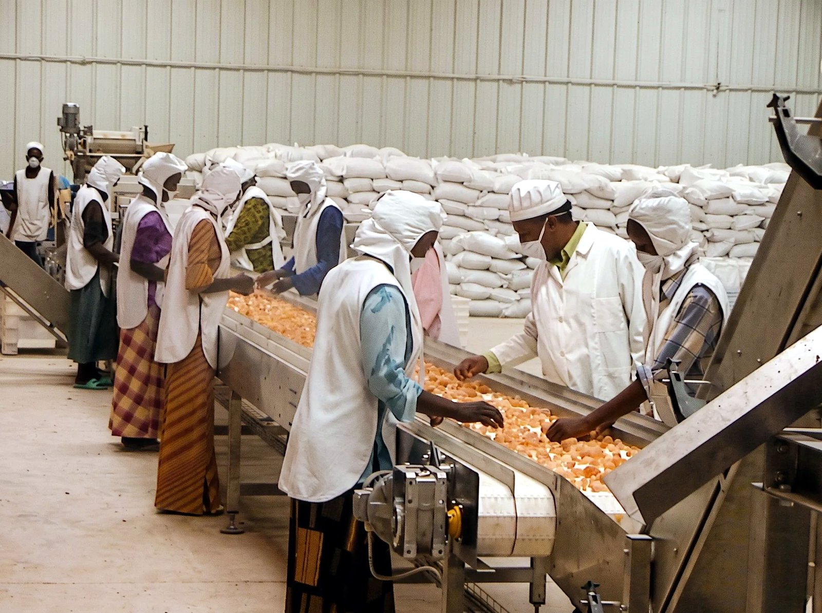Workers hand-sorting product on a conveyor grading line, packed bags stacked behind.