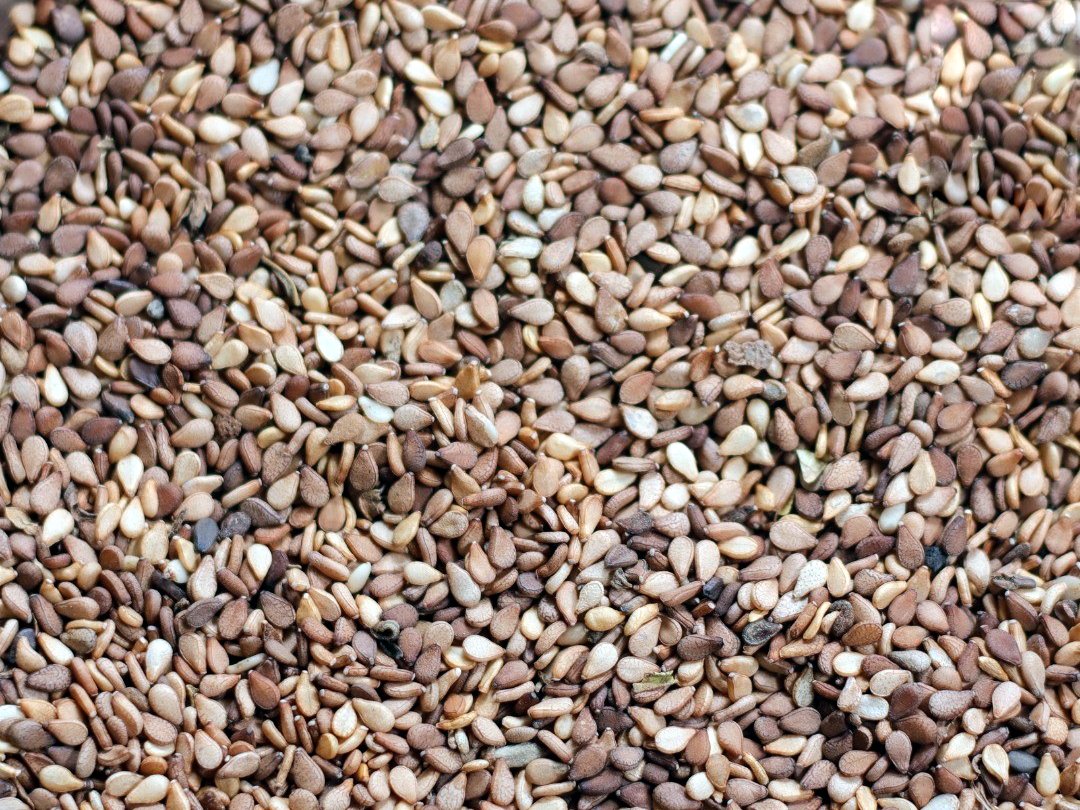 Kordofan Brown sesame seed, close up