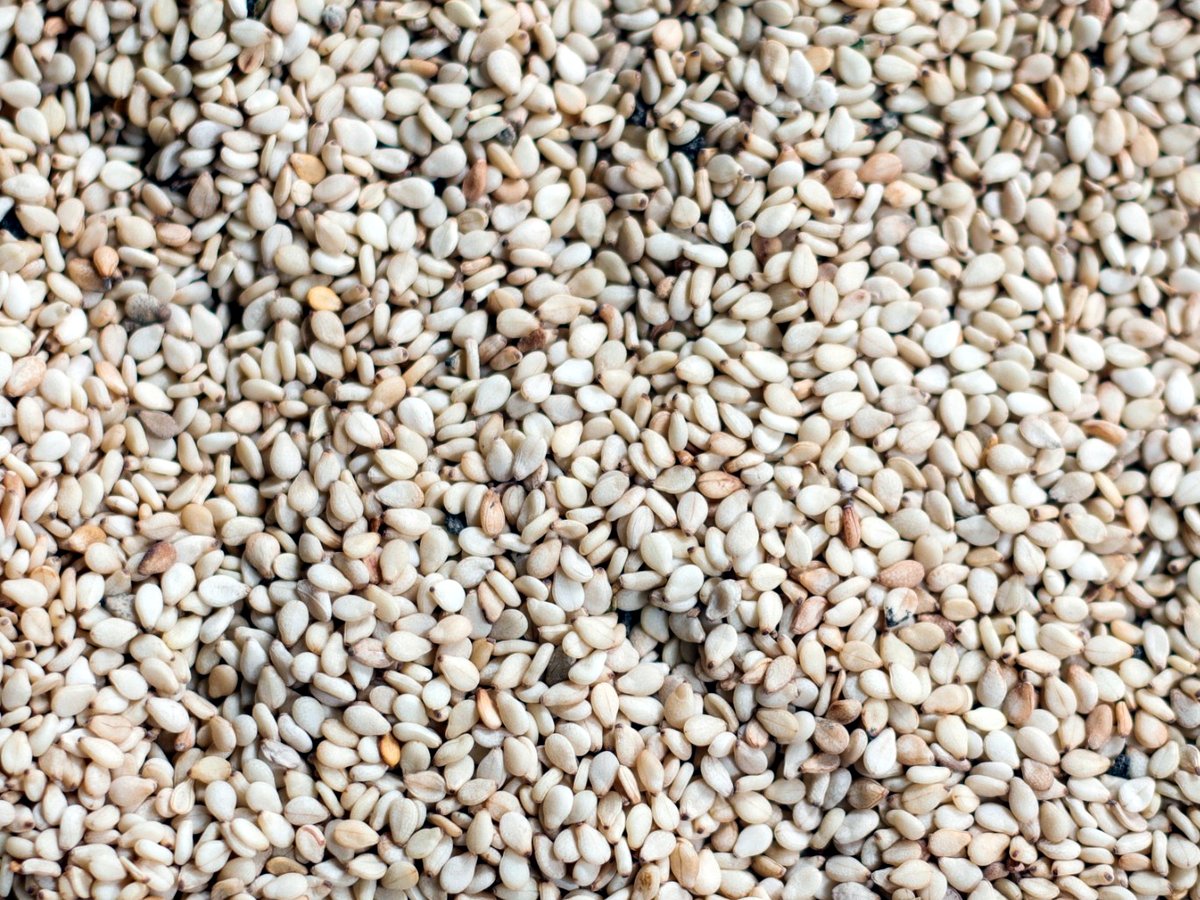 Sesame, Conventional White.