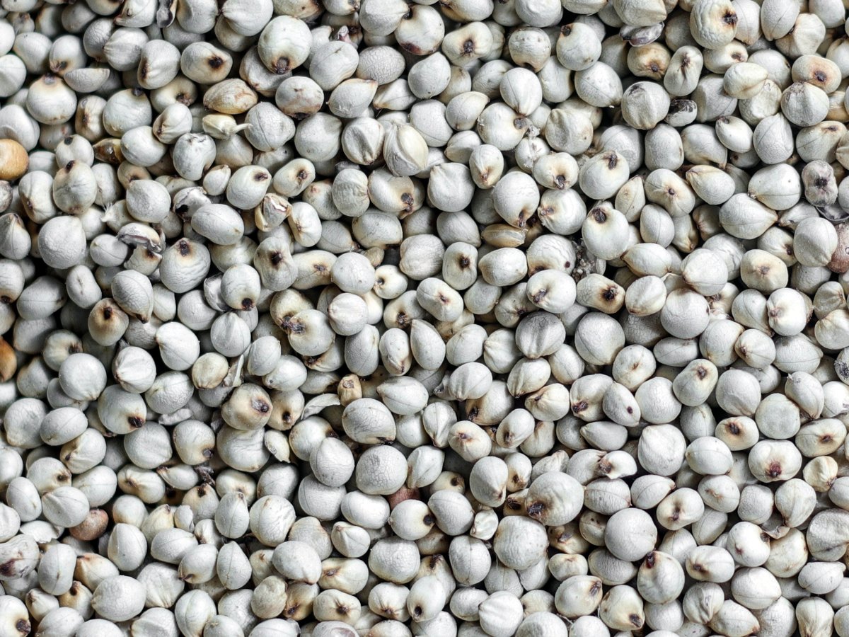 White sorghum grain, close up