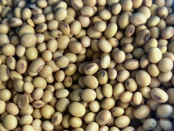 Whole soybeans, pale yellow, close up