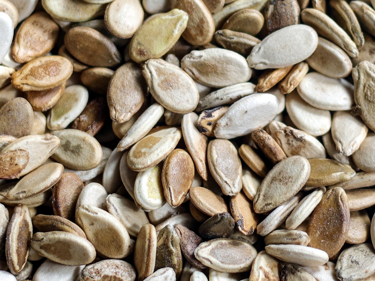 Watermelon seeds, Sadir grade.